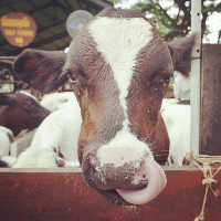 Kamron Aroonrua's avatar